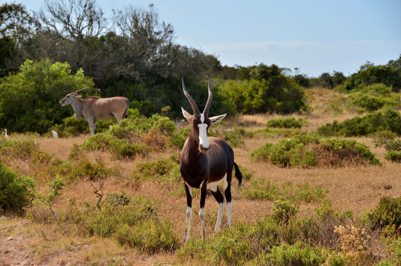 De Hoop Collection Suites De Hoop Nature Reserve Buitenkant foto