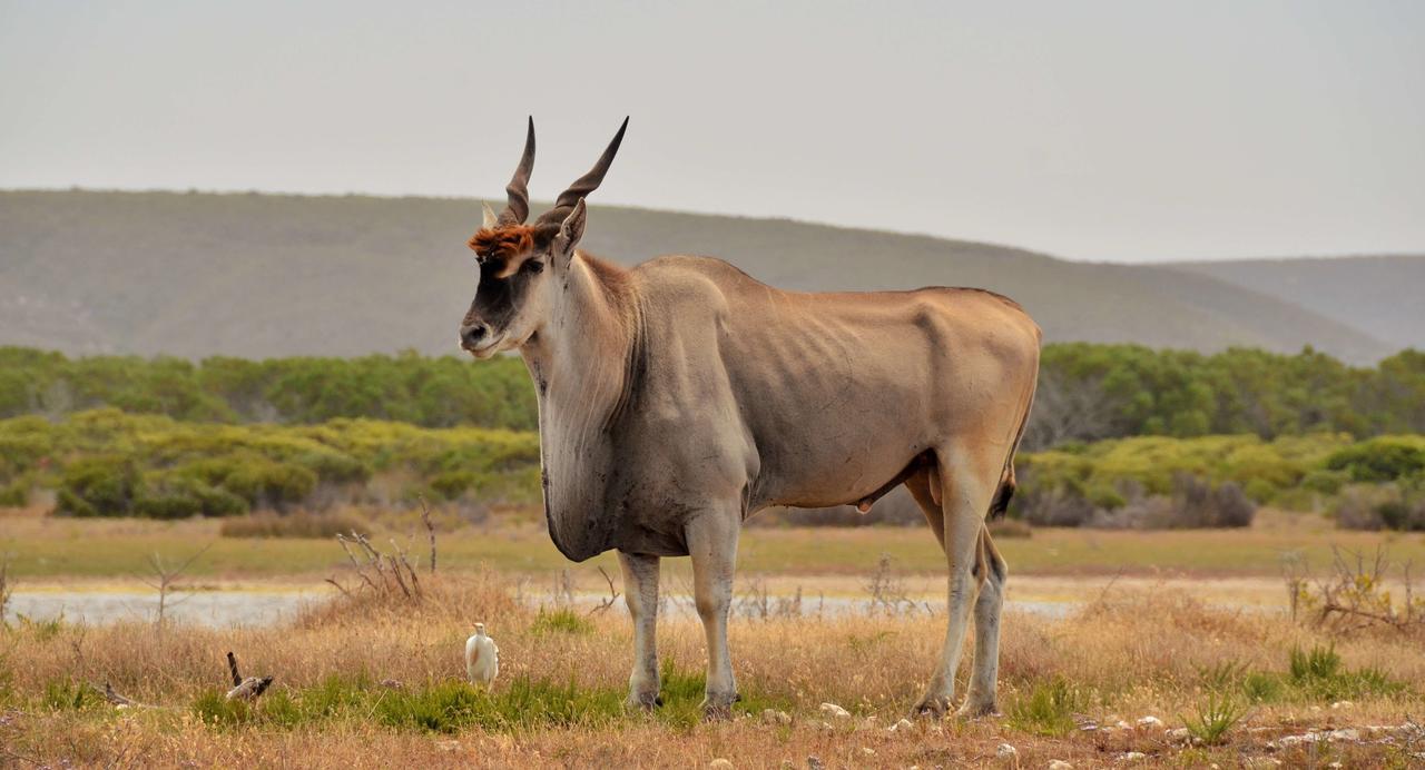 De Hoop Collection Suites De Hoop Nature Reserve Buitenkant foto